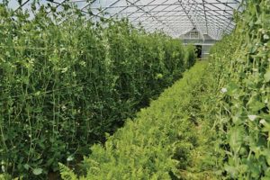 Peas and carrots in a Rimol greenhouse in late spring