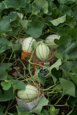 Melons on open-ended milk cartons