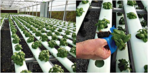 Hydroponically grown crops. John Biernbaum photo