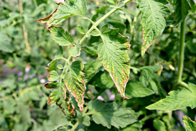 Potassium deficiency on tomato leaves