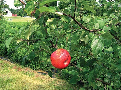 A red ball trap made from a store-bought apple, used to trap apple maggot flies. 