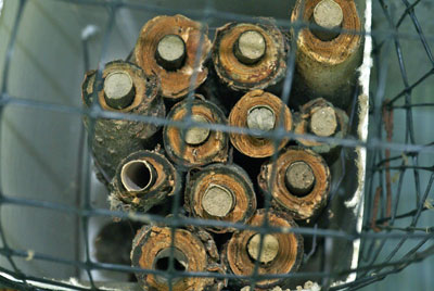 Fig. 2. Close-up of 12 twig tubes with 10 filled by BOBs.