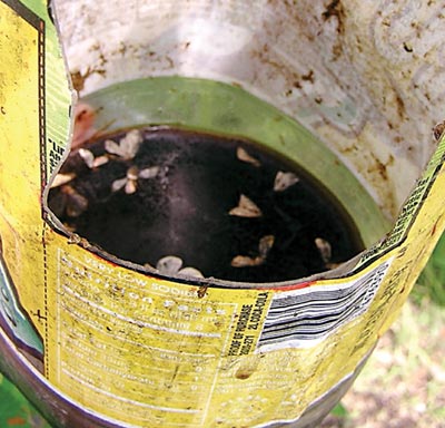  soda bottle holding cider and molasses traps codling moths. English photo