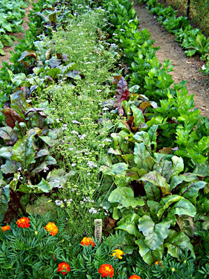 Celeriac, beets, coriander, beets, celery