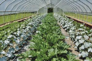 Cucumbers and zucchini head for summer harvests while spring greens grow in the outer rows.