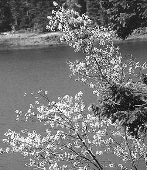 Downy serviceberry