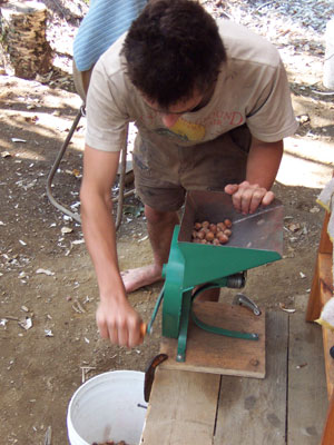 Grinding acorns