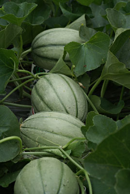 ‘Hannah’s Choice’ melons