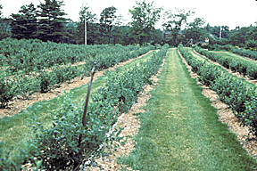 Highbush-blueberries-in-orchard