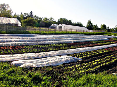 Hoophouses at Peacemeal Farm