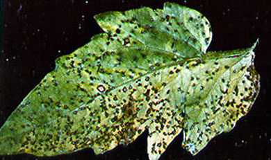 Septoria leaf spot on tomato