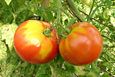 Yellow shoulder on tomatoes