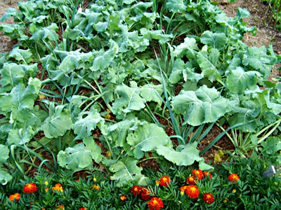 Kale and winter leeks