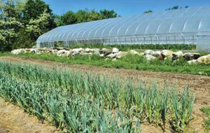 Garlic grows in an outdoor bed. The plot just above the garlic was previously covered with a tarp and awaited seeding to cover crops in late spring.