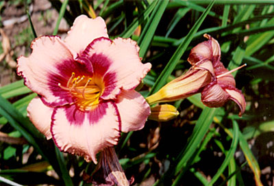 Daylily