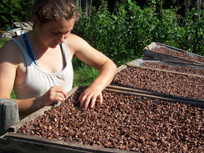 Checking acorn meats for shell fragments