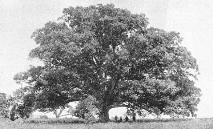 White Oak