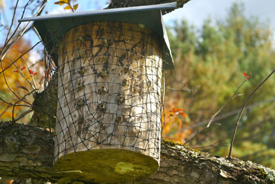 Fig. 4. A log nest hanging in a crabapple tree.