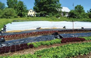 Outdoor production beds, tarped beds, winter squash covered with Reemay, and the farmhouse and barn