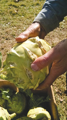 Will Bonsall holds a 'Gigante' storage kohlrabi