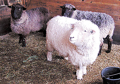 Romney sheep