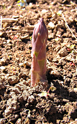 Asparagus spear emerging