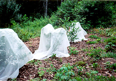 Covers on blueberry bushes