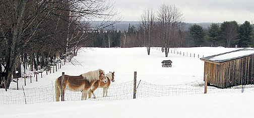 Haflinger ponies