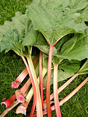 Rhubarb. English photo