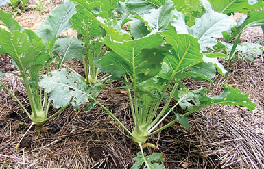 Summer kohlrabi varieties are much smaller than the storage types