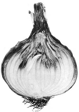 Botrytis neck rot