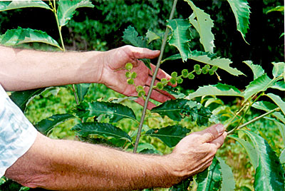 Chinquapin oak