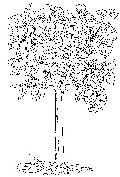 Mulberries