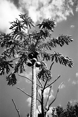 Papaya tree