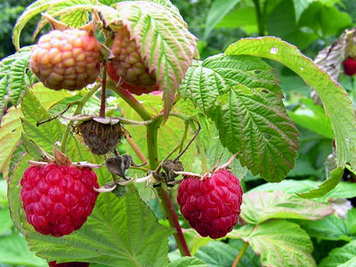 Raspberries