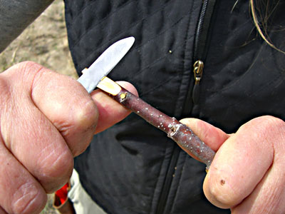 Propagating Fruit Trees A Gardener Is Grafting A Fruit Tree Wrapping The  Rootstock With A Tape And Sealing A Scion With Grafting Wax Stock Photo -  Download Image Now - iStock