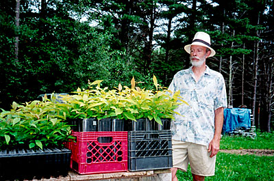 Chestnut seedlings