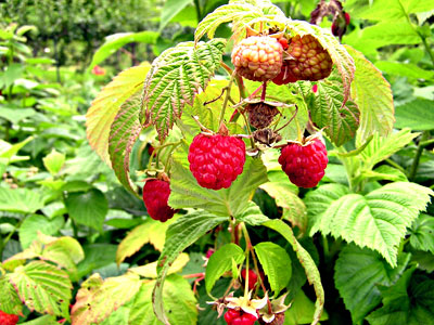 Raspberries