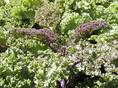 Siberian Kale