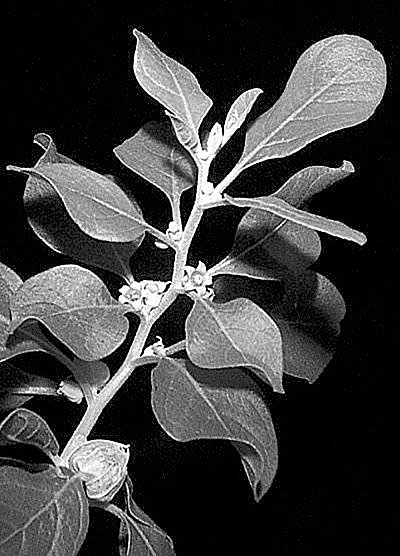 Withania somnifera, or ashwagandha