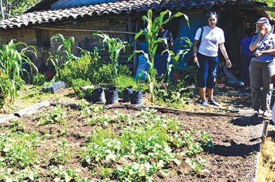 Kitchen garden in a Salvadoran dooryard