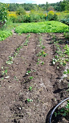 Strawberry runners transplanted in August