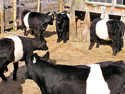 Belted Galloway Cows