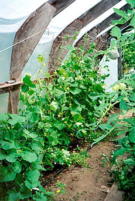 Greenhouse interior