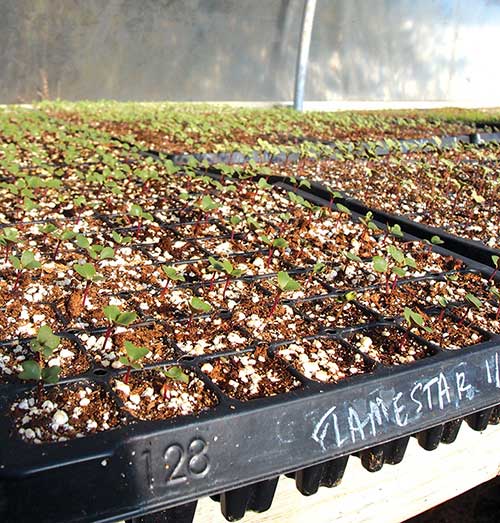 Seedlings in the greenhouse at Tecolote Farm.