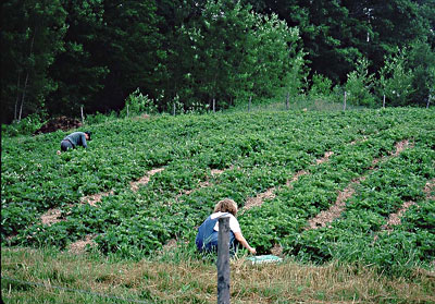 Strawberries in a matted row system