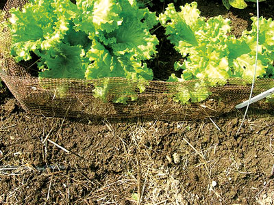 Slug Fence