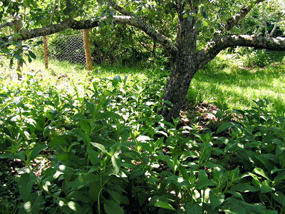 Comfrey in the orchard