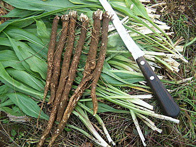 Salsify-root