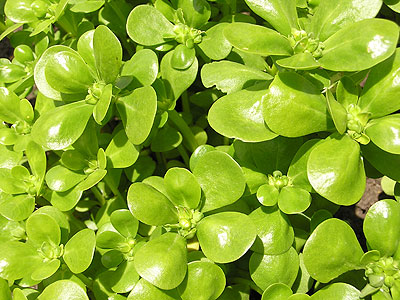 Purslane is high in healthful omega-3 fatty acids - for a vegetable.